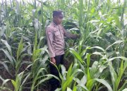 Kanit Binmas Polsek BP Peliung Rutin Kontrol Pertumbuhan Jagung untuk Dukung Ketahanan Pangan