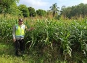 Dukung Ketahanan Pangan Nasional, Bripka Bobi Juanda Monitoring Lahan Jagung di Belitang Madang Raya