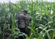 Kanit Binmas Polsek BP Peliung Monitoring Lahan Jagung, Perkuat Dukungan Ketahanan Pangan Nasional