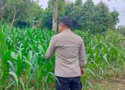 Optimalkan Lahan Tidur di Desa Bantan Pelita, Bhabinkamtibmas Polsek BP Peliung Kawal Pertumbuhan Tanaman Jagung