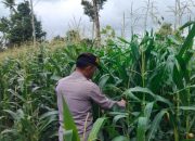 Dukung Ketahanan Pangan Nasional, Kanit Patroli Polsek BP Peliung Rutin Cek Lahan Jagung di Desa Saung