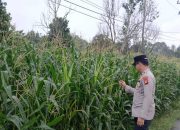 Polsek BP Peliung Intensifkan Pemantauan Lahan Jagung, Dukung Ketahanan Pangan Nasional