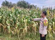 Sinergi Polsek Madang Suku I dan Petani Lubuk Harjo, Manfaatkan 1 Hektar Lahan untuk Ketahanan Pangan