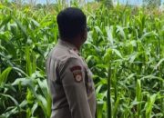 Bhabinkamtibmas Polsek BP Peliung Intensif Pantau Lahan Jagung Ketahanan Pangan