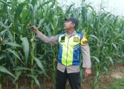 Dukung Ketahanan Pangan, Bhabinkamtibmas Polsek Madang Suku I Tinjau Langsung Pertumbuhan 1 Hektar Lahan Jagung