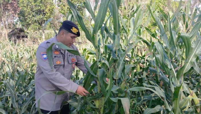 Brigpol Willy Pantau Pertumbuhan Jagung di Desa Bantan, Dukung Program Ketahanan Pangan