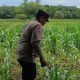 Polsek BP Peliung Intensifkan Pemantauan Lahan Jagung untuk Perkuat Ketahanan Pangan