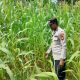 Kanit Binmas Polsek BP Peliung Tinjau Lahan Jagung di Desa Saung untuk Perkuat Ketahanan Pangan