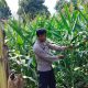 Optimalkan Lahan Satu Hektar, Kanit Binmas Polsek BP Peliung Kawal Program Swasembada Pangan di Desa Bantan