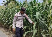 Dukung Ketahanan Pangan Nasional, Kanit Binmas Polsek BP Peliung Rutin Pantau Pertumbuhan Jagung