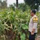 Lewat Sentuhan Bhabinkamtibmas, Lahan Tidur di Desa Negeri Pakuan Disulap Jadi Kebun Jagung Produktif