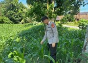 Dukung Ketahanan Pangan, Polsek BP Peliung Rutin Pantau Sektor Pertanian Jagung di Desa Bantan