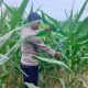 Kanit Binmas Polsek BP Peliung Tinjau Langsung Pertumbuhan Jagung di Desa Bantan