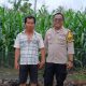 Bhabinkamtibmas Polsek BP Peliung Intensif Kontrol Pertumbuhan Jagung Demi Dukung Ketahanan Pangan Nasional