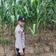 Brigpol Dody Yuristianto Tinjau Lahan Jagung Program Ketahanan Pangan di Desa Sribantolo