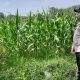 Polsek Madang Suku I Pantau Lahan Jagung, Pastikan Ketahanan Pangan OKU Timur Terjaga
