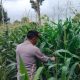 Kanit Patroli Polsek BP Peliung Aktif Pantau Lahan Jagung Demi Dukung Ketahanan Pangan