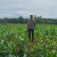 Bhabinkamtibmas Polsek BP Peliung Aktif Dampingi Ketahanan Pangan Melalui Monitoring Tanaman Jagung