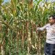 Kanit Bimas Polsek BP Peliung Tinjau Langsung Pertumbuhan Jagung di Lahan Ketahanan Pangan