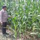 Sinergi Polsek BP Peliung dan Petani: Sulap Lahan Kosong 1 Hektar Jadi Lumbung Jagung