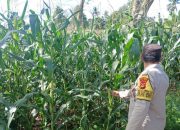 Bhabinkamtibmas Polsek BP Peliung Intensif Pantau Pertumbuhan Jagung Demi Dukung Ketahanan Pangan Nasional
