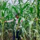 Pantau Pertumbuhan Jagung, Kanit Bimas Polsek BP Peliung Optimalkan Program Ketahanan Pangan