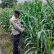 Kanit Binmas Polsek BP Peliung Aktif Dampingi Petani Jagung, Perkuat Ketahanan Pangan di OKU Timur