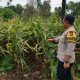 Bhabinkamtibmas Polsek BP Peliung Rutin Pantau Pertumbuhan Jagung di Lahan Ketahanan Pangan