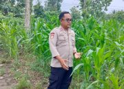 Polisi Desa di BP Peliung Intensif Dampingi Petani Jagung Demi Ketahanan Pangan