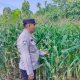 Polsek BP Peliung Perkuat Ketahanan Pangan Lewat Pengawasan Rutin Tanaman Jagung