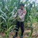Kanit Bimas Polsek BP Peliung Monitoring Pertumbuhan Jagung di Desa Bantan