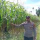 Kanit Bimas Polsek BP Peliung Rutin Pantau Pertumbuhan Jagung di Lahan Ketahanan Pangan