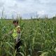 Wujudkan Kemandirian Desa, Polsek Madang Suku I Kawal Produktivitas Lahan Jagung Warga