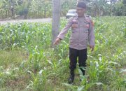 Dukung Ketahanan Pangan, Polsek BP Peliung Pantau Rutin Pertumbuhan 1 Hektare Lahan Jagung