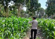 Kasium Polsek BP Peliung Intensif Pantau Pertumbuhan Jagung di Lahan Ketahanan Pangan
