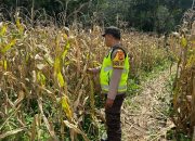 Optimalkan Lahan Tidur di Desa Bantan, Bhabinkamtibmas Polsek BP Peliung Kawal Ketahanan Pangan