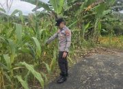 Polisi Bersama Kelompok Tani Pantau Pertumbuhan Jagung di Lahan Ketahanan Pangan BP Peliung
