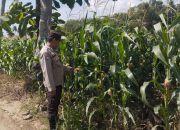 Bhabinkamtibmas Polsek BP Peliung Rutin Pantau Pertumbuhan Jagung untuk Dukung Ketahanan Pangan