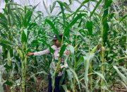 Dukung Ketahanan Pangan, Kanit Binmas Polsek BP Peliung Rutin Pantau Sektor Pertanian Jagung di Desa Bantan
