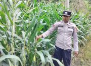 Kanit Bimas Polsek BP Peliung Intensif Pantau Pertumbuhan Jagung di Lahan Ketahanan Pangan