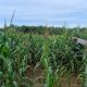 Kanit Bimas Polsek BP Peliung Tinjau Lahan Jagung di Pulau Negara, Dorong Pemanfaatan Lahan Produktif