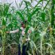 Polsek BP Peliung Perkuat Pendampingan Petani melalui Monitoring Lahan Jagung di Desa Bantan