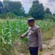 Perkuat Swasembada, Polsek BP Peliung Monitoring Kebun Jagung Satu Hektar di Desa Pulau Negara