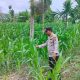 Kasium Polsek BP Peliung Monitoring Lahan Jagung di Desa Bantan, Perkuat Program Ketahanan Pangan Nasional
