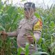 Manfaatkan Lahan Kosong Satu Hektar, Bhabinkamtibmas Polsek BP Peliung Dorong Ketahanan Pangan Lewat Tanaman Jagung