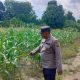 Anggota Polsek BP Peliung Intensif Pantau Pertumbuhan Jagung, Wujud Dukungan Nyata Program Ketahanan Pangan