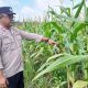 Bhabinkamtibmas Polsek BP Peliung Intensif Pantau Pertumbuhan Jagung, Wujud Dukungan Ketahanan Pangan Nasional