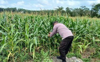 Optimalkan Lahan Tidur di Desa Saung, Polsek BP Peliung Pacu Produktivitas Tanaman Jagung