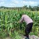 Optimalkan Lahan Tidur di Desa Saung, Polsek BP Peliung Pacu Produktivitas Tanaman Jagung