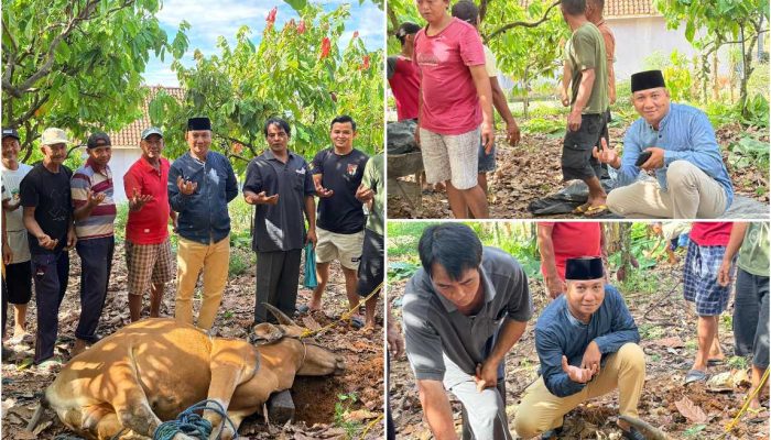 Bupati OKU Timur Salurkan Bantuan Sapi Kurban untuk IWO Indonesia Kabupaten OKU Timur